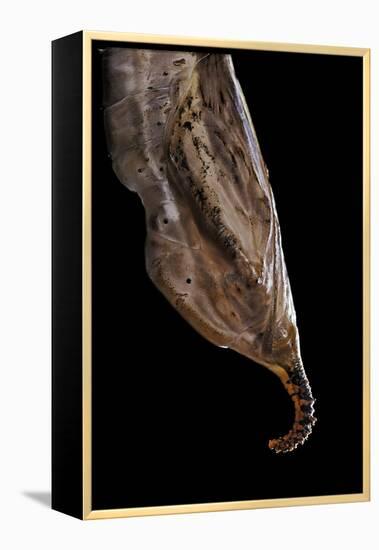 Historis Odius (Orion) - Pupa-Paul Starosta-Framed Premier Image Canvas