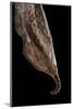 Historis Odius (Orion) - Pupa-Paul Starosta-Mounted Photographic Print