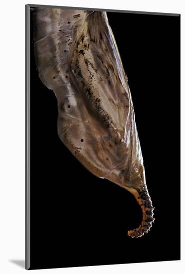 Historis Odius (Orion) - Pupa-Paul Starosta-Mounted Photographic Print