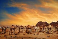 Camels In Wadi Rum-hitdelight-Stretched Canvas