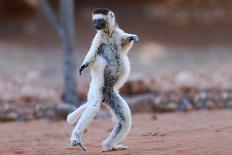 Verreaux's Sifaka (Propithecus Verreauxi) Dancing in Madagascar-hlansdown-Mounted Photographic Print