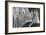 HM Queen Elizabeth II with Her Maids of Honour, the Coronation, 2nd June 1953-Cecil Walter Hardy Beaton-Framed Photographic Print