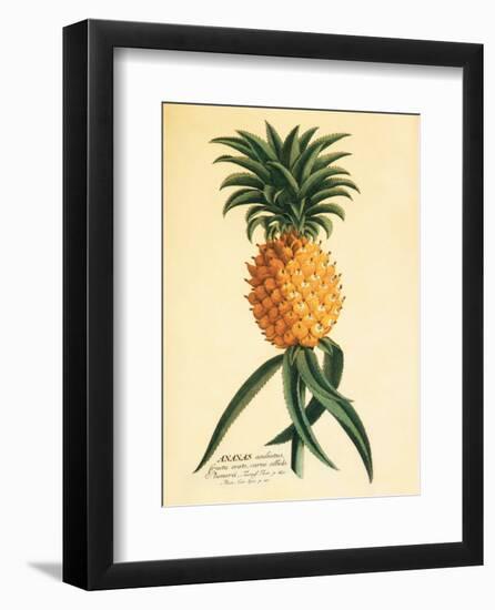 Ho’okipa, Hawaiian Pineapple c.1742-Georg Dionysius Ehret-Framed Art Print