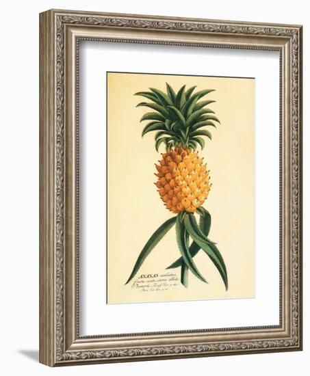 Ho’okipa, Hawaiian Pineapple c.1742-Georg Dionysius Ehret-Framed Art Print