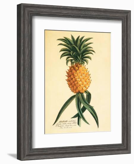 Ho’okipa, Hawaiian Pineapple c.1742-Georg Dionysius Ehret-Framed Art Print