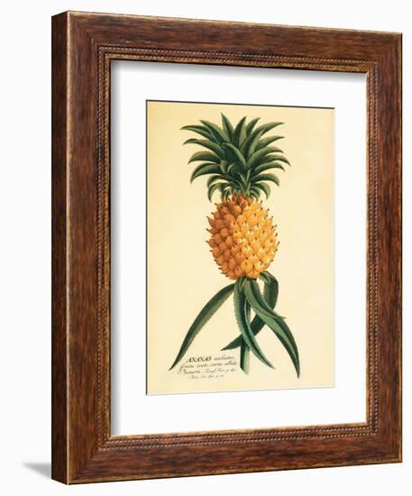 Ho’okipa, Hawaiian Pineapple c.1742-Georg Dionysius Ehret-Framed Art Print