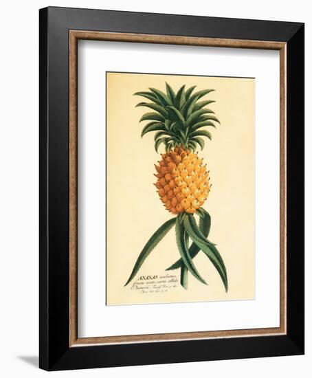 Ho’okipa, Hawaiian Pineapple c.1742-Georg Dionysius Ehret-Framed Art Print