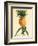 Ho’okipa, Hawaiian Pineapple c.1742-Georg Dionysius Ehret-Framed Art Print