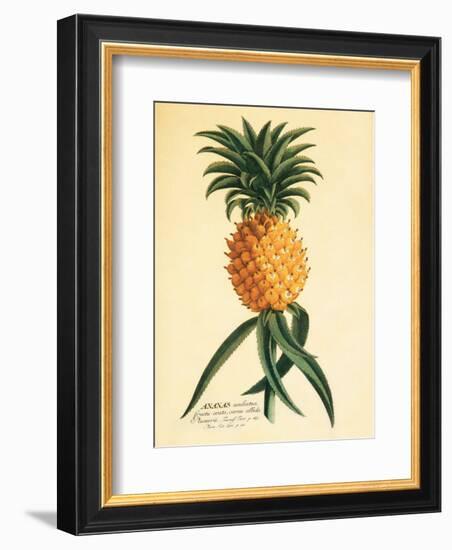 Ho’okipa, Hawaiian Pineapple c.1742-Georg Dionysius Ehret-Framed Art Print