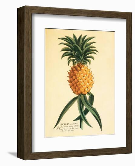 Ho’okipa, Hawaiian Pineapple c.1742-Georg Dionysius Ehret-Framed Art Print