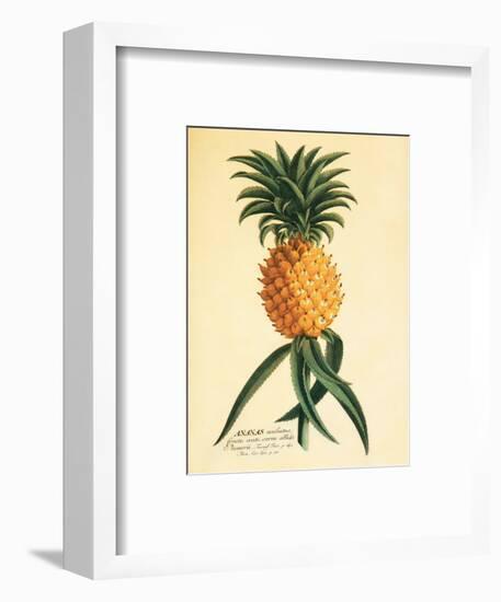 Ho’okipa, Hawaiian Pineapple c.1742-Georg Dionysius Ehret-Framed Art Print