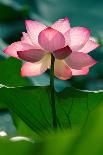 Lotus Flower in the Field-Hoang Nhiem-Framed Premier Image Canvas