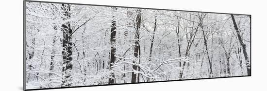 Hoar frost covered trees in forest, Brown County State Park, Indiana, USA-null-Mounted Photographic Print