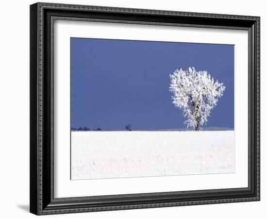 Hoar Frost Covers Tree, North Dakota, USA-Chuck Haney-Framed Photographic Print