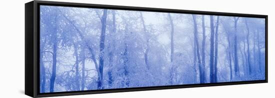 Hoar Frost In Woodland-David Nunuk-Framed Premier Image Canvas