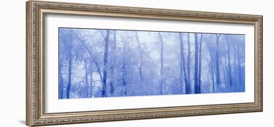 Hoar Frost In Woodland-David Nunuk-Framed Photographic Print