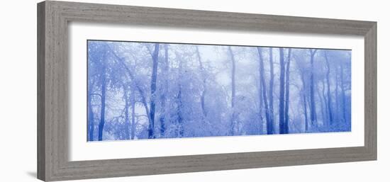 Hoar Frost In Woodland-David Nunuk-Framed Photographic Print