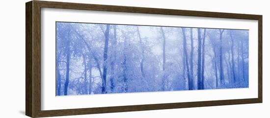 Hoar Frost In Woodland-David Nunuk-Framed Photographic Print