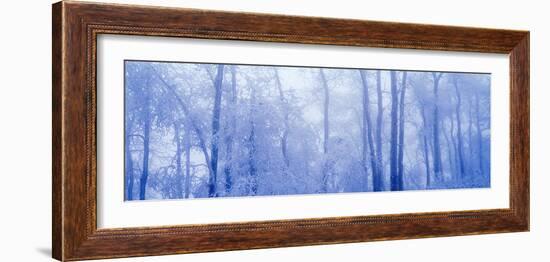 Hoar Frost In Woodland-David Nunuk-Framed Photographic Print