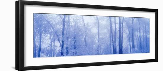 Hoar Frost In Woodland-David Nunuk-Framed Photographic Print