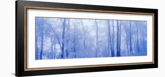 Hoar Frost In Woodland-David Nunuk-Framed Photographic Print