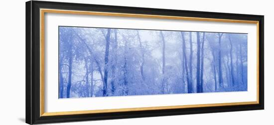 Hoar Frost In Woodland-David Nunuk-Framed Photographic Print