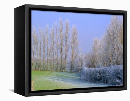 Hoar Frost on Trees in Kent, England-Michael Busselle-Framed Premier Image Canvas