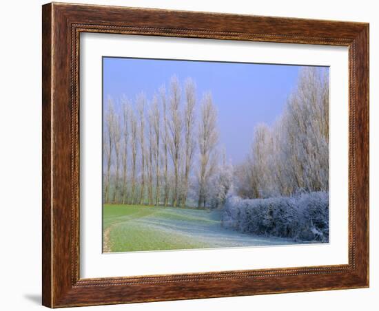 Hoar Frost on Trees in Kent, England-Michael Busselle-Framed Photographic Print