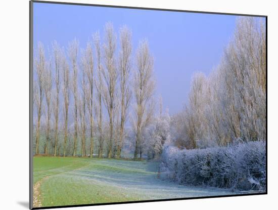 Hoar Frost on Trees in Kent, England-Michael Busselle-Mounted Photographic Print