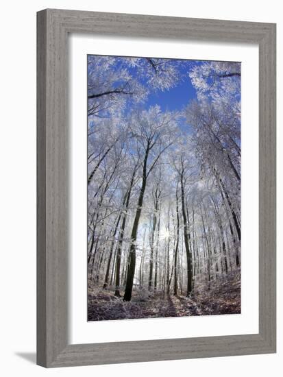 Hoar Frost on Trees-Dr. Juerg Alean-Framed Photographic Print