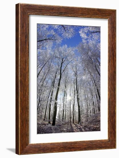 Hoar Frost on Trees-Dr. Juerg Alean-Framed Photographic Print