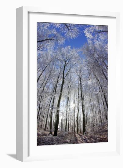 Hoar Frost on Trees-Dr. Juerg Alean-Framed Photographic Print