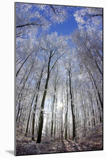 Hoar Frost on Trees-Dr. Juerg Alean-Mounted Photographic Print