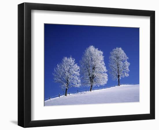 Hoar Frost on Trees-Walter Geiersperger-Framed Photographic Print