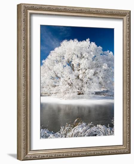 Hoar Frost on Willow Tree, near Omakau, Central Otago, South Island, New Zealand-David Wall-Framed Photographic Print