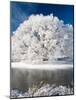 Hoar Frost on Willow Tree, near Omakau, Central Otago, South Island, New Zealand-David Wall-Mounted Photographic Print