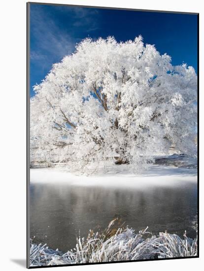 Hoar Frost on Willow Tree, near Omakau, Central Otago, South Island, New Zealand-David Wall-Mounted Photographic Print