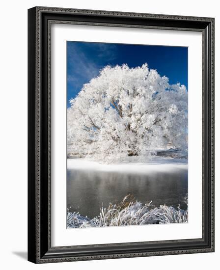 Hoar Frost on Willow Tree, near Omakau, Central Otago, South Island, New Zealand-David Wall-Framed Photographic Print