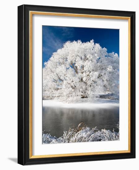 Hoar Frost on Willow Tree, near Omakau, Central Otago, South Island, New Zealand-David Wall-Framed Photographic Print