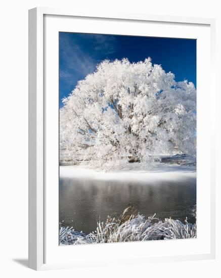 Hoar Frost on Willow Tree, near Omakau, Central Otago, South Island, New Zealand-David Wall-Framed Photographic Print