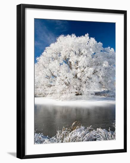 Hoar Frost on Willow Tree, near Omakau, Central Otago, South Island, New Zealand-David Wall-Framed Photographic Print