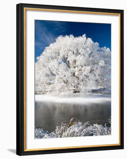 Hoar Frost on Willow Tree, near Omakau, Central Otago, South Island, New Zealand-David Wall-Framed Photographic Print