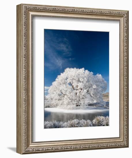 Hoar Frost on Willow Tree, near Omakau, Central Otago, South Island, New Zealand-David Wall-Framed Photographic Print