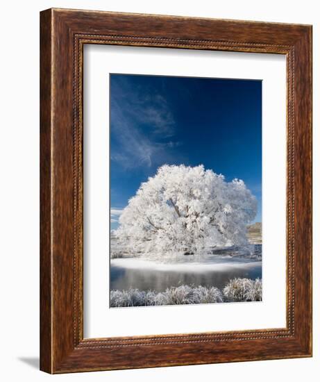 Hoar Frost on Willow Tree, near Omakau, Central Otago, South Island, New Zealand-David Wall-Framed Photographic Print