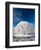 Hoar Frost on Willow Tree, near Omakau, Central Otago, South Island, New Zealand-David Wall-Framed Photographic Print