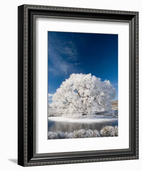 Hoar Frost on Willow Tree, near Omakau, Central Otago, South Island, New Zealand-David Wall-Framed Photographic Print