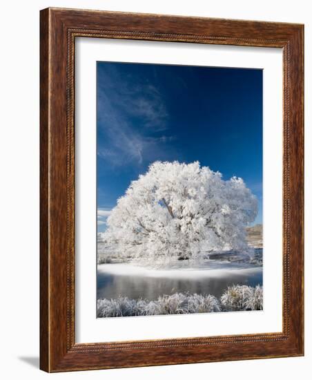 Hoar Frost on Willow Tree, near Omakau, Central Otago, South Island, New Zealand-David Wall-Framed Photographic Print