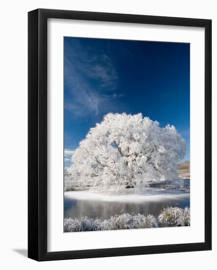 Hoar Frost on Willow Tree, near Omakau, Central Otago, South Island, New Zealand-David Wall-Framed Photographic Print