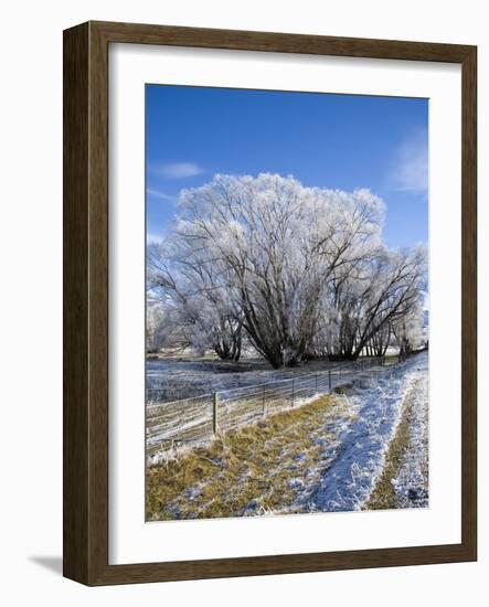 Hoar Frost, Oturehua, South Island, New Zealand-David Wall-Framed Photographic Print