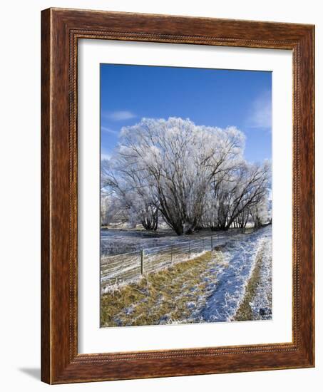 Hoar Frost, Oturehua, South Island, New Zealand-David Wall-Framed Photographic Print